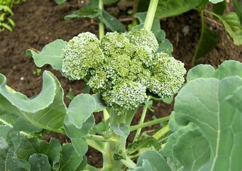 Garnish with broccoli, parsley, or dill. Brokkoli im Garten anbauen, anpflanzen, ernten und lagern :-)
