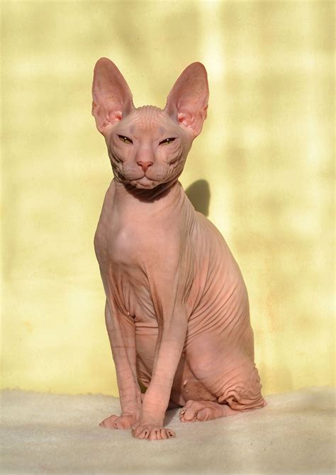 All colors and patterns are possible and may be presented at any stage of maturity. Available!Don Sphynx female,born September 27.Colour w. # ...