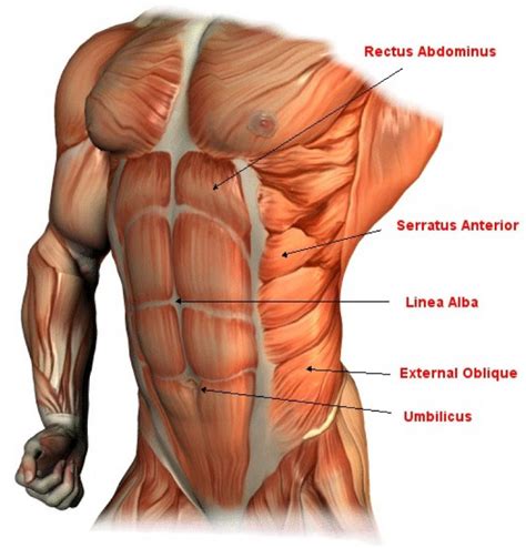Muscle movements, types and names. Bruce Lee Abs | Abdominal muscles anatomy, Muscle anatomy ...