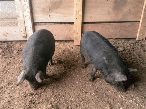 Maybe you would like to learn more about one of these? Raising American Guinea Hogs - The Perfect Heritage Breed ...