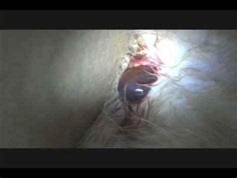 My cat giving birth first time ever ! Cat in Labor Gives Birth (graphic) What to Expect When ...