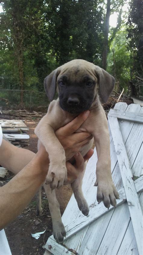 These playful presa canario puppies love their family. Perro de Presa Canario Puppies For Sale | Atlanta, GA #244228