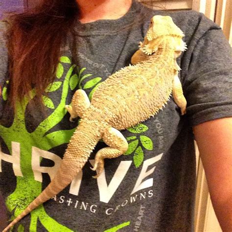 Want to keep bearded dragons together? tearing apart his cage? • Bearded Dragon . org