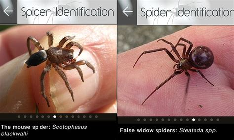 The following severe symptoms can show up within one to six hours. Want to know exactly what type of spider is invading your ...