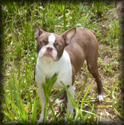 4,790 likes · 9 talking about this · 10 were here. Boston Terrier Puppies Michigan For Sale - Pets Ideas