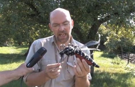 (insecten) kleine, van oorsprong aziatische mug met tijgerstrepen op de romp en de pootjes die een zogenaamde vector is van een groot aantal ziekten, zoals de westnijlziekte en dengue. Hoofdrol voor vilten tijgermug model | PassieVilt