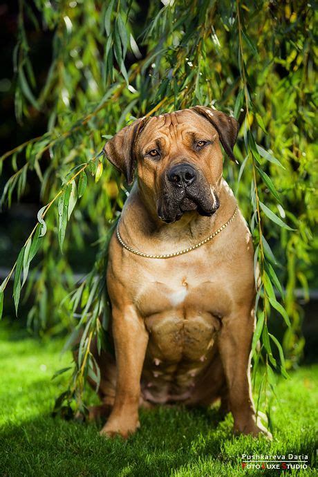 The mollosser is a large, solidly built dog, and many molosser breeds are used for search and rescue, such as the saint bernard and greater swiss mountain dog. Бензоинструмент, электроинструмент, испытательное ...