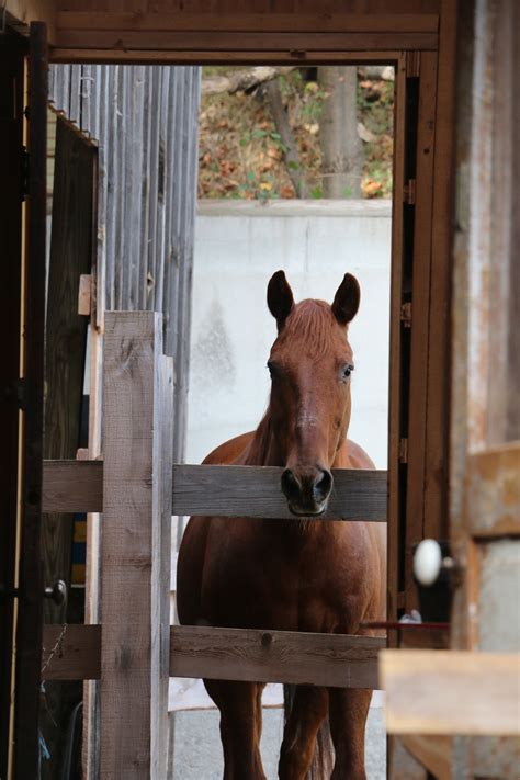 Stream songs including white horse, white horse (maximiljan remix) and more. Lucas - Rosemary Farm Sanctuary Horse Rescue