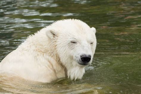 Recherchez parmi des ours polaire photos et des images libres de droits sur istock. fatigué des ours polaires dans l'herbe — Photographie ...