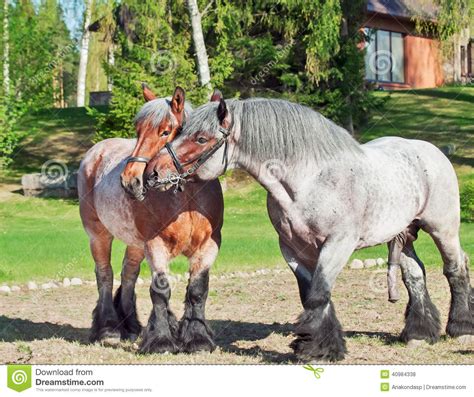 Last post 03 nov 10, 16:22: Stute Und Hengst Von Brabant-Zucht Stockfoto - Bild von ...