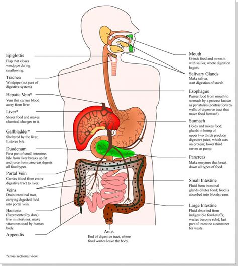 Human body, the physical substance of the human organism, composed of living cells and extracellular materials and organized into tissues, organs, and systems. Human Organs Drawing at GetDrawings | Free download