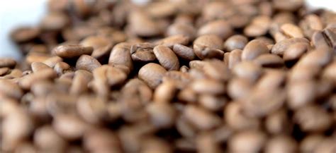 The initial assortment of bears featured four characters: Fresh coffee beans | Coffee guide, Fresh coffee beans, Coffee