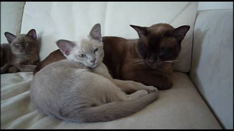 Burmese synonyms, burmese pronunciation, burmese translation, english dictionary definition of burmese. Burmese Kittens - 12 Weeks - YouTube