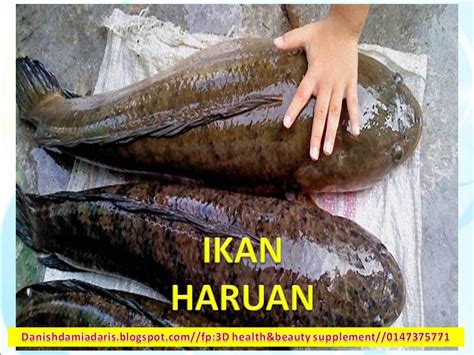 This page is about ikan haruan in china,contains budak cepat perasan: 3D health beauty supplement: IKAN HARUAN CEPATKAN PROSES ...