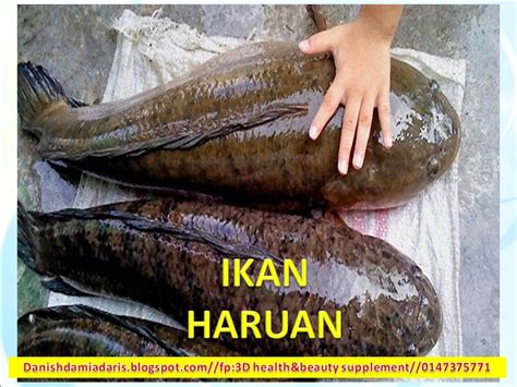 Produk ni merupakan pati haruan dengan campuran gamat. 3D health beauty supplement: IKAN HARUAN CEPATKAN PROSES ...