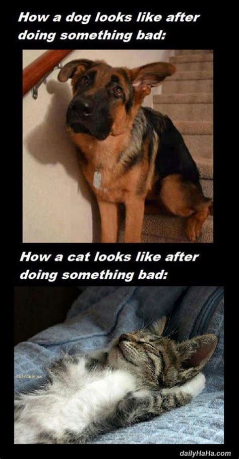 Funny cat and dog memes. Cats Vs Dogs - Difference