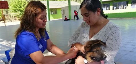 Maybe you would like to learn more about one of these? Plan Veterinario en Terreno llegó a la comuna de San Pedro ...