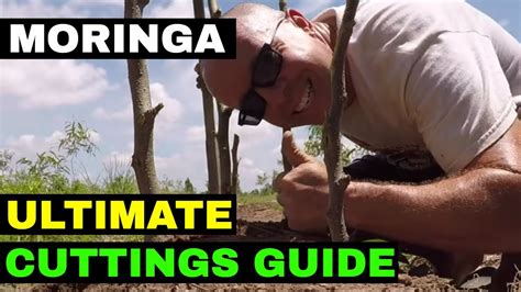 Parsley (petroselinum crispum) is more than just a garnish. Growing Moringa from Cuttings | Complete Guide - YouTube