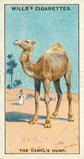 Camel physiology has two major adaptations compared to other mammals, which explains this ability. The camel's hump stock image | Look and Learn