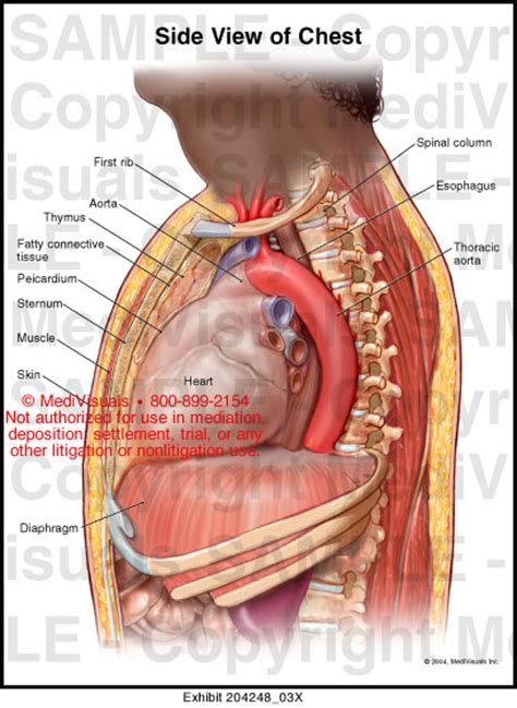 The thoracic cavity is bound laterally by the ribs (covered by costal pleura) and the diaphragm caudally (covered by diaphragmatic pleura). Medivisuals Side View of Chest Medical Illustration