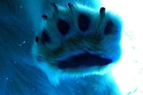 Size as i love white chocolate, she creatively chose polar bear paws to delight and amaze me. Pin by syb on Photography | Polar bear paw, Polar bear ...