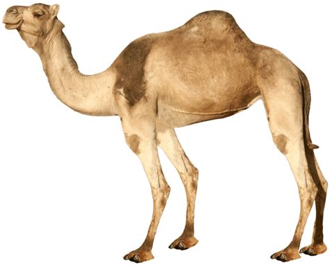 So why do camels store fat in these humps instead of having it spread equally throughout their bodies, like other mammals? Download Camel Png Image HQ PNG Image | FreePNGImg