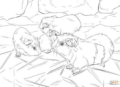 Ausmalbilder Baby Meerschweinchen | Ausmalbilder