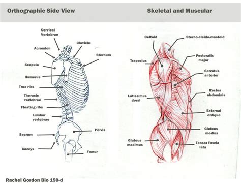 Torso 2 torso3 torso 4 cell. Torso - side view, bones and muscles by ArsonAnthemKJ on ...