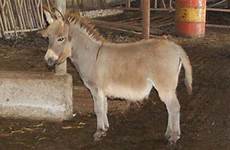 donkey farm mirror