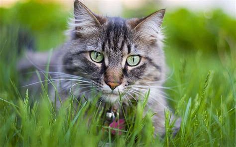 Можно ли кошкам давать траву: какую, в каком возрасте