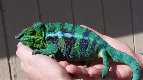 Maybe you would like to learn more about one of these? Eggs for sale: Ambanja Panther Chameleon | Chameleon Forums
