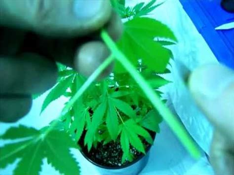 Bit.ly/2losnbr diy hydroponic cloner write. DIY Cloning Marijuana Using Bubble Cloner Aerocloning Hydroponic EASY!! - YouTube