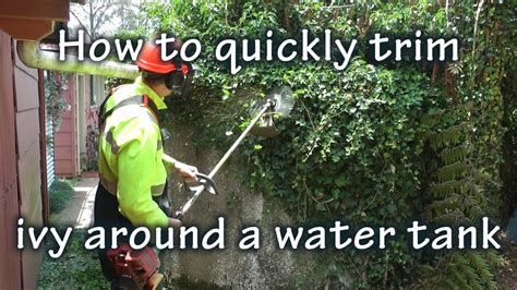 How do you prune ivy? How to trim ivy with a Honda loop handle brush cutter ...