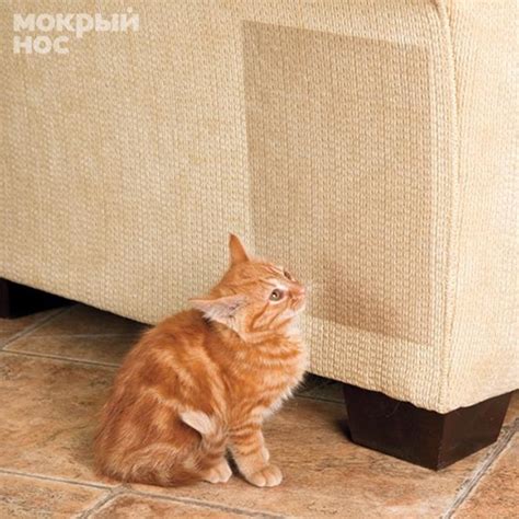Как отучить кошку царапать мебель l Статьи Мокрый Нос
