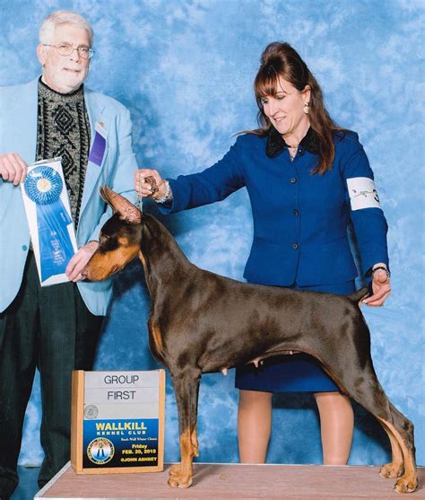 I purchased my beloved doberman through dobermann ultimatus and i have to say they are the most amazing breeders by far. mistel doberman breeders:ten generations of healthy ...