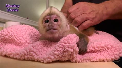 Mom take the bath to orphan baby monkey, looks very cold coz crying loudly. Baby Monkey Bath Time, Diaper and Bottle | Night Routine ...