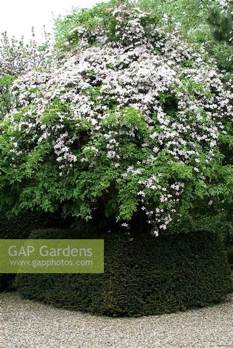 Clematis to grow through trees. GAP Gardens - Clematis montana growing through a tree with ...