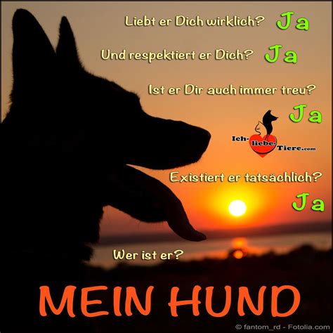 Die katze hält sich ihre leute, denn für sie sind die menschen nützliche haustiere. Mein Hund liebt mich wirklich! | Hunde | Pinterest | Dog ...