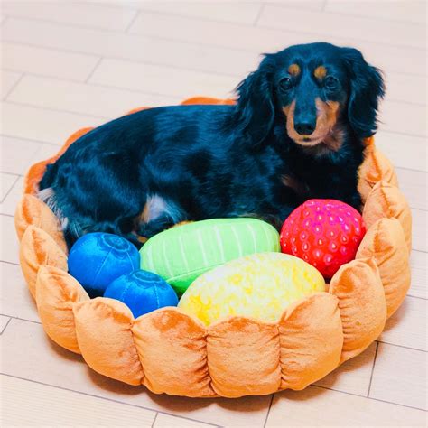 This playful novelty cat bed is ideal for the cat lover with a sense of whimsy and imagination. This Fruit Tart Cat Bed Is The Single Most Instagramable ...