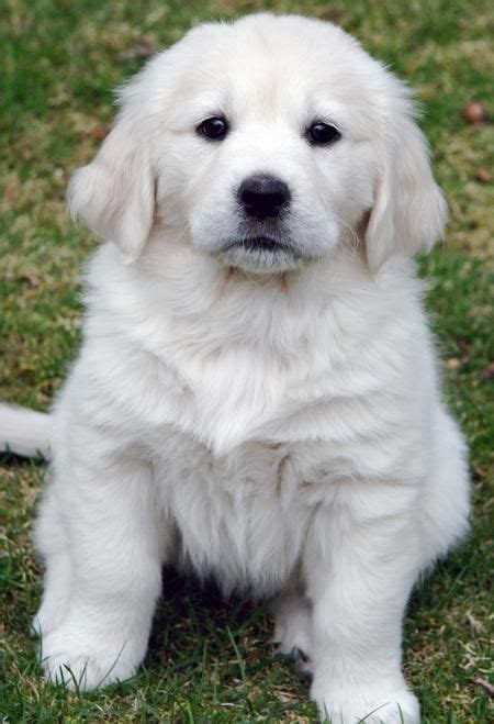 Our puppies are the perfect combination of a golden retriever and a mini goldendoodle. English Golden Retriever. Love how most are white. They ...