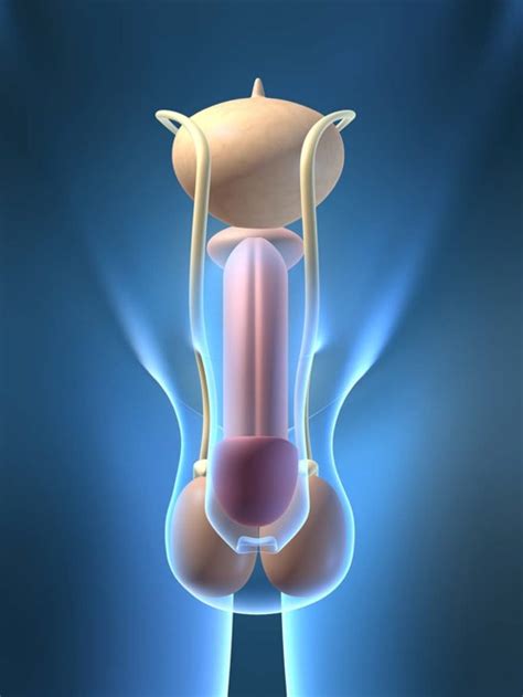 We have every kind of gifs that it is possible to find on the internet right here. Each Prostate Picture or Prostate Diagram Helps You ...