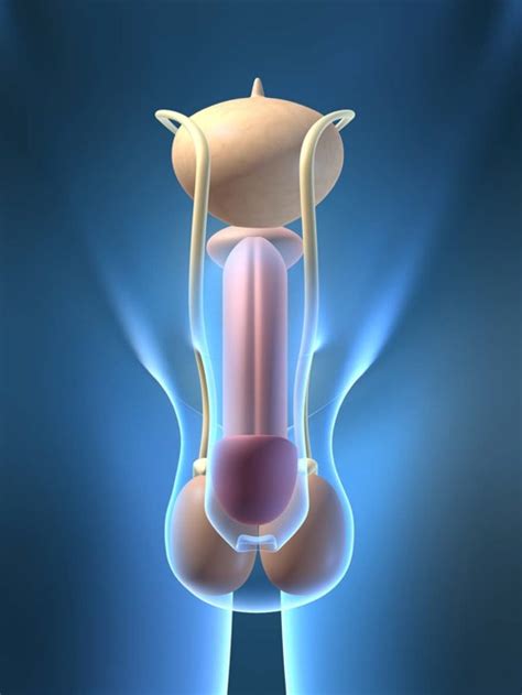 11,665,088 • last week added: Each Prostate Picture or Prostate Diagram Helps You ...