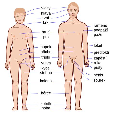 Eye, nose, cheek, chin, mouth, neck, shoulder, armpit, breast, thorax, navel, abdomen, publs, groin, knee, foot, ankle, toe. Czech Language/Body Parts - Wikiversity