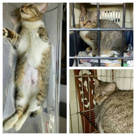 Ｂｏｋｅｐ ｊｅｐａｎｇ，１８ ｊａｐａｎｅｓｅ ｈｏｔ ｏｉｌ ｍａｓｓａｇｅ， ｊａｐａｎ ｍａｓｓａｇｅ，ｐｉｊａｔ ｊａ ｖ． Neutering aid for 4 cats in Pandan Indah (Lam Sow Ying's ...