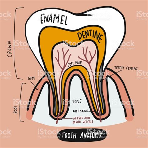 Functie van het gebit de belangrijkste functie van het menselijk gebit is het (voor)verwerken van voedsel. Tooth anatomy cartoon vector illustration | Cartoons ...