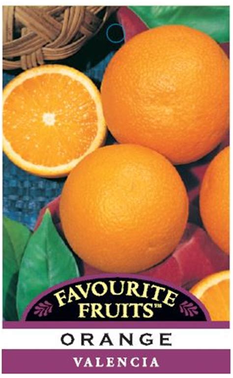 Valencia orange tree in pot. Orange Valencia 4 Litre Pot - Dawsons Garden World