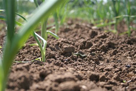 This means you must have garden loam for your soil medium. Soil types and appropriate cultivation techniques