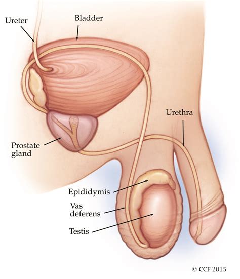 Because of the differences between male and female genitals, the urethra is slightly different in each gender. Prostatic urethral lift