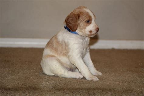 Find brittany spaniels for sale in portland on oodle classifieds. OREGON BRITTANYS
