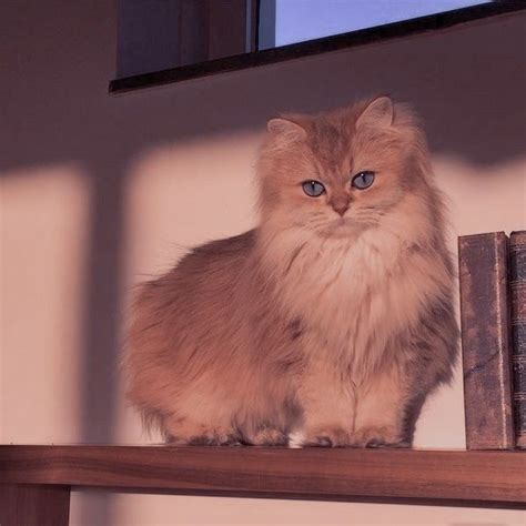 foto kucing imut aesthetic
